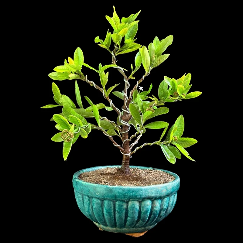 IXORA